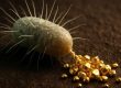 Gold Pooping Bacteria