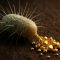 Gold Pooping Bacteria